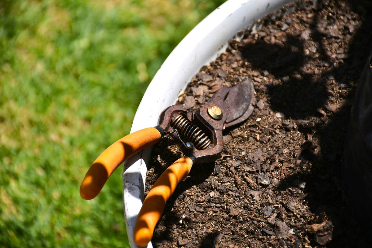 Garden hoes for weeding: close-up of a Dutch hoe, a collinear hoe, and a stirrup hoe arranged on sunlit garden soil with young lettuce seedlings nearby